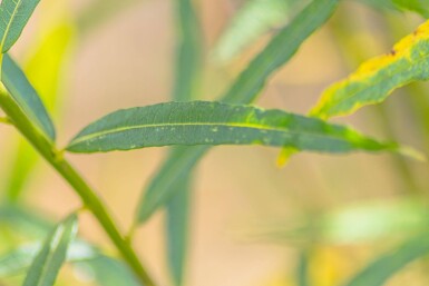 Salix fragilis cépée 200-250