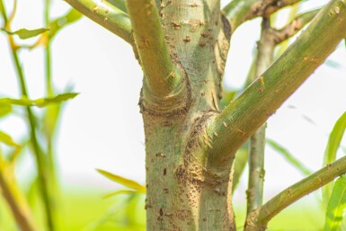 Salix fragilis cépée 200-250