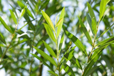 Salix fragilis cépée 200-250