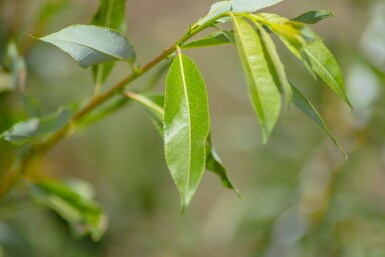 Salix viminalis haute-tige 14/16