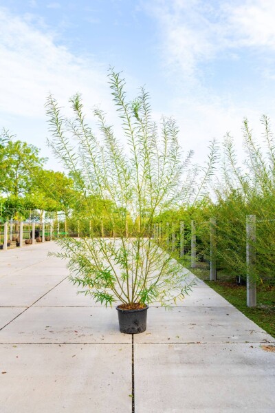 Salix viminalis cépée 200-250
