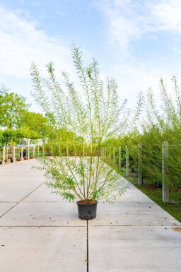 Salix viminalis cépée 200-250