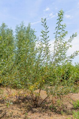 Salix viminalis cépée 200-250