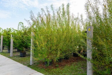 Salix viminalis cépée 200-250