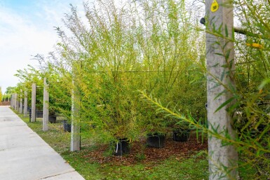 Salix viminalis cépée 200-250