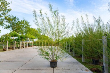 Salix viminalis cépée 200-250