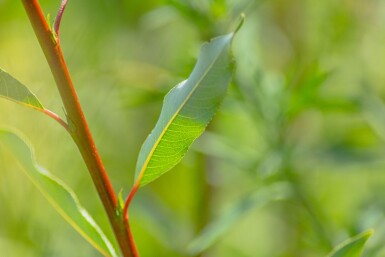 Salix viminalis cépée 200-250