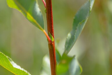 Salix viminalis cépée 200-250