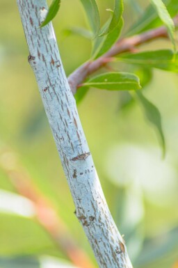 Salix viminalis cépée 200-250