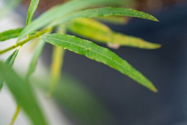 Salix viminalis cépée 200-250