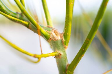 Salix viminalis cépée 200-250