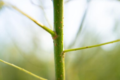 Salix viminalis cépée 200-250