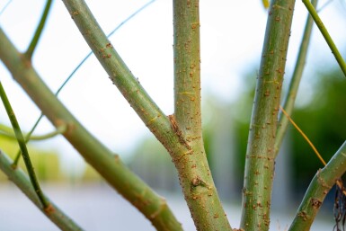 Salix viminalis cépée 200-250