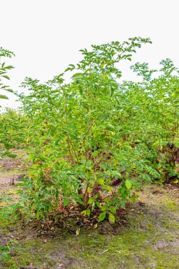 Sambucus nigra cépée 200-250