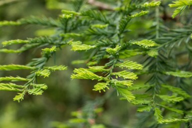 Sequoia sempervirens