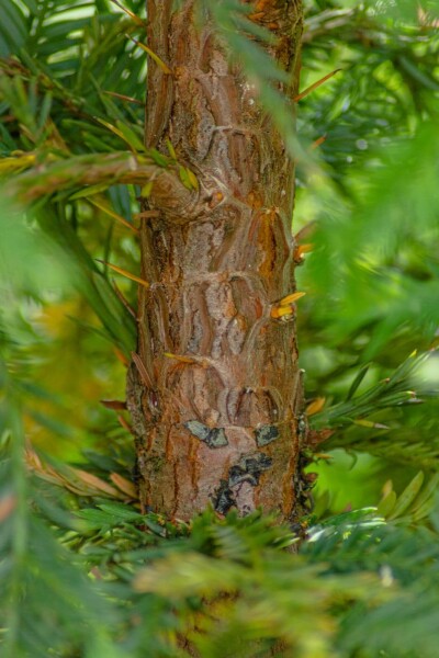 Sequoia sempervirens