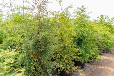 Sequoia sempervirens baliveau 8/10