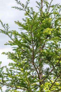 Sequoia sempervirens baliveau 8/10