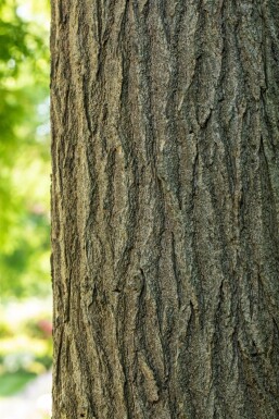 Styphnolobium japonicum haute-tige 18/20