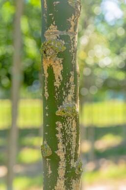 Styphnolobium japonicum cépée 200-250
