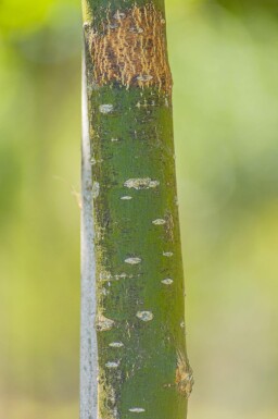 Styphnolobium japonicum 'Regent' haute-tige 18/20