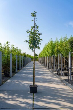Sorbus aria haute-tige