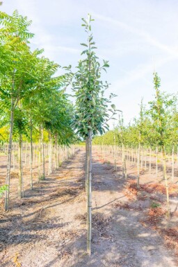 Sorbus aria haute-tige