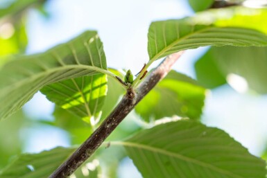 Sorbus aria haute-tige 14/16