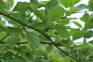 Sorbus aria 'Lutescens' haute-tige