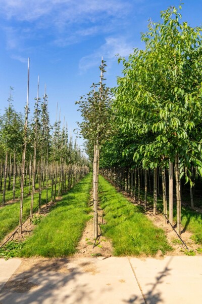 Sorbus aria 'Magnifica' haute-tige 8/10