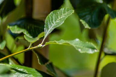 Sorbus aria 'Magnifica' haute-tige 8/10