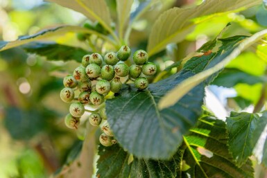 Sorbus aria 'Magnifica' haute-tige 8/10