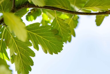 Sorbus aria 'Magnifica' haute-tige 8/10