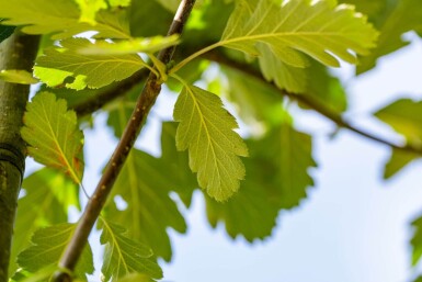 Sorbus aria 'Magnifica' haute-tige 8/10