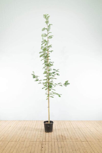 Sorbus aucuparia haute-tige 14/16
