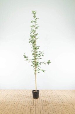Sorbus aucuparia haute-tige 14/16