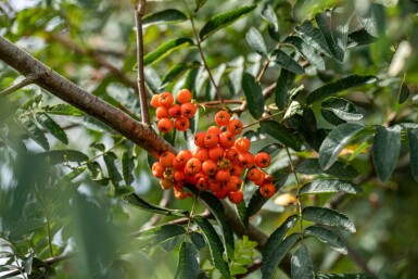 Sorbus aucuparia haute-tige 14/16