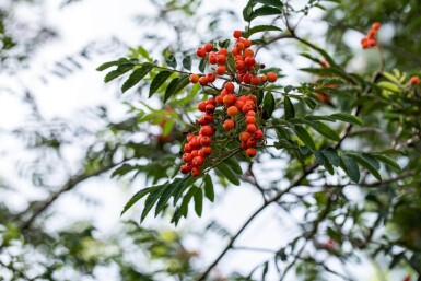 Sorbus aucuparia haute-tige 14/16