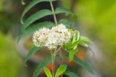 Sorbus aucuparia haute-tige 14/16