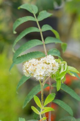 Sorbus aucuparia haute-tige 14/16