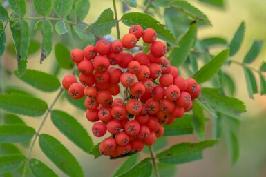 Sorbus aucuparia cépée 350-400