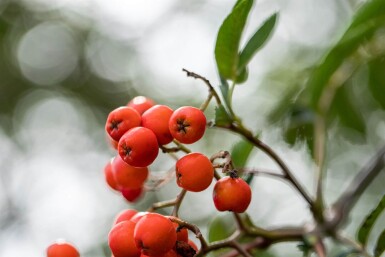Sorbus aucuparia cépée 350-400
