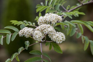 Sorbus aucuparia cépée 350-400