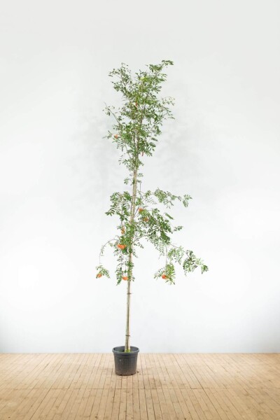 Sorbus aucuparia var. edulis haute-tige 10/12