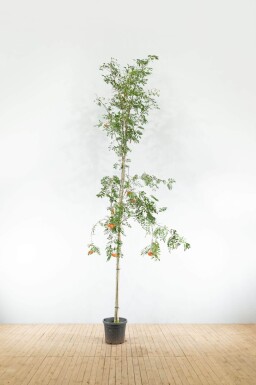 Sorbus aucuparia var. edulis haute-tige 10/12