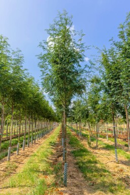 Sorbus aucuparia var. edulis haute-tige 10/12