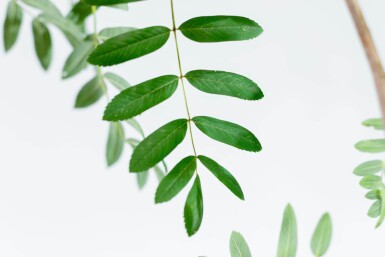 Sorbus aucuparia var. edulis haute-tige 10/12