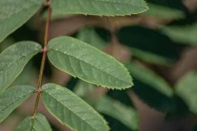 Sorbus aucuparia var. edulis haute-tige 10/12