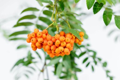 Sorbus aucuparia var. edulis haute-tige 10/12