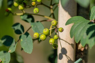 Sorbus aucuparia var. edulis haute-tige 10/12